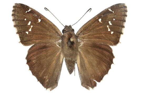 Image of Achalarus casica Herrich-Schäffer 1869