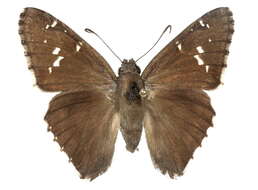 Image of Achalarus casica Herrich-Schäffer 1869