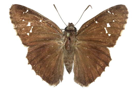 Image of Achalarus casica Herrich-Schäffer 1869