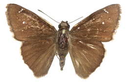 Image of Thorybes drusius Edwards 1883