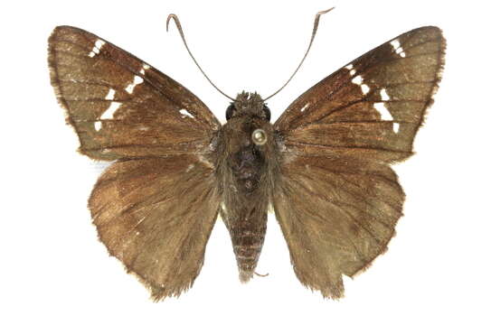 Image of Cecropterus