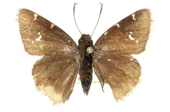 Image of Cecropterus