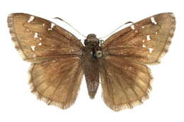Image of Northern Cloudywing