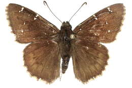 Image of Northern Cloudywing