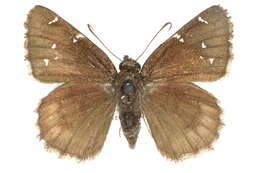 Image of Northern Cloudywing