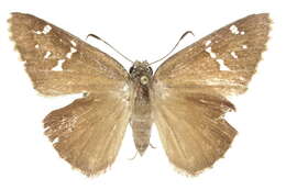 Image of <i>Cogia <i>hippalus</i></i> hippalus