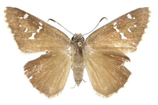 Image of <i>Cogia <i>hippalus</i></i> hippalus