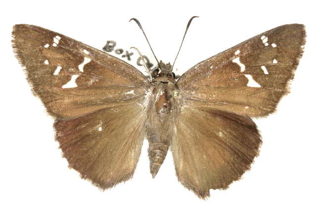 Image of <i>Cogia <i>hippalus</i></i> hippalus