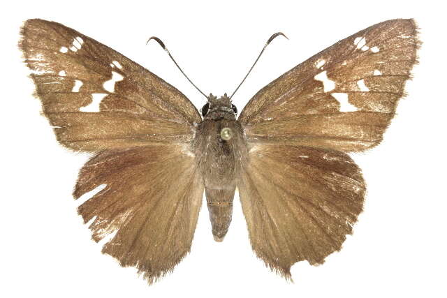 Image of <i>Cogia <i>hippalus</i></i> hippalus