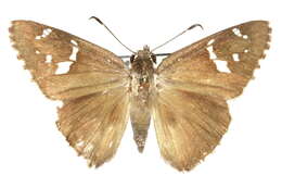 Image of <i>Cogia <i>hippalus</i></i> hippalus