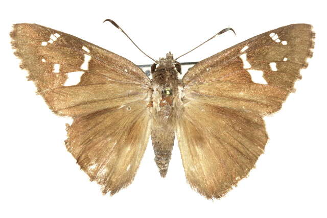 Image of <i>Cogia <i>hippalus</i></i> hippalus