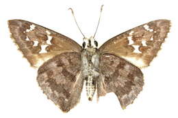 Image of <i>Cogia <i>hippalus</i></i> hippalus
