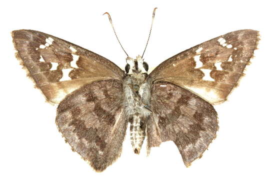 Image of <i>Cogia <i>hippalus</i></i> hippalus