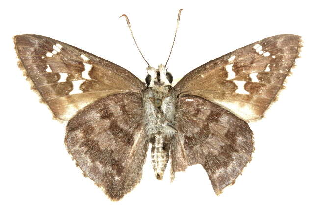 Image of <i>Cogia <i>hippalus</i></i> hippalus
