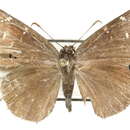 Image of Cogia outis