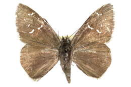 Image of <i>Cogia caicus</i>