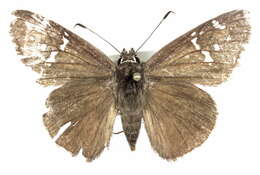 Image of <i>Cogia caicus</i>