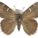 Image of <i>Cogia calchas</i>