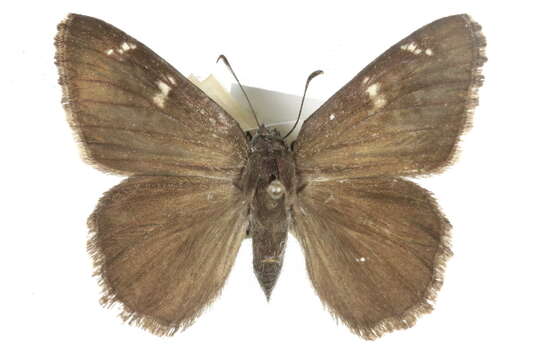 Image of <i>Cogia calchas</i>