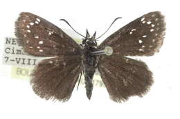 Image of Pholisora mejicanus Reakirt 1866