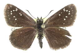 Image of Pholisora mejicanus Reakirt 1866