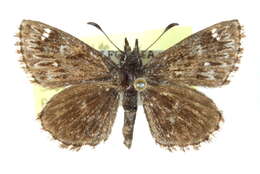 Image of Sootywings