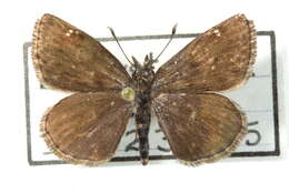 Image of Hesperopsis alpheus Edwards 1876