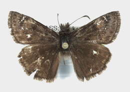 Image of Wild Indigo Duskywing