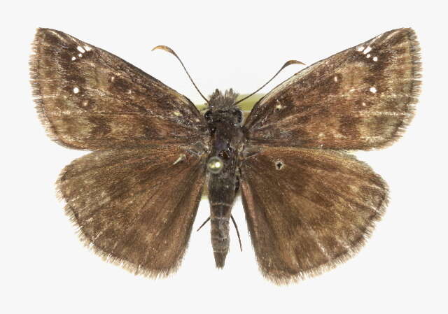 Image of Wild Indigo Duskywing