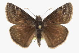 Image of Wild Indigo Duskywing