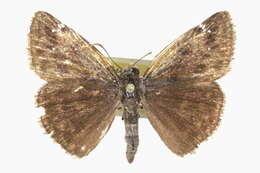 Image of Wild Indigo Duskywing