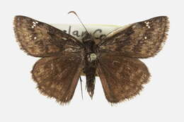 Image of Wild Indigo Duskywing