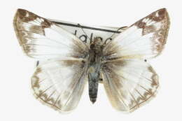 Image of Laviana White-Skipper