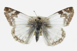 Image of Laviana White-Skipper