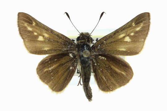 Image of Salt Marsh Skipper