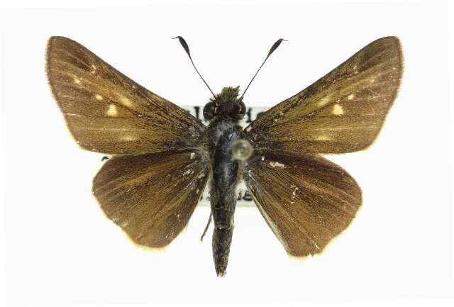 Image of Salt Marsh Skipper