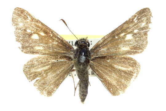 Image of Salt Marsh Skipper