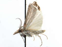 Image of Prionapteryx cuneolalis Hulst 1886