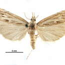 Image of Mesolia baboquivariella Kearfott 1907