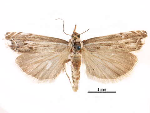 Image of Mesolia baboquivariella Kearfott 1907