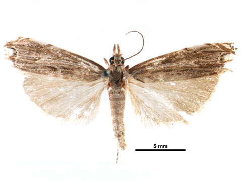 Image of Mesolia baboquivariella Kearfott 1907