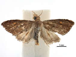 Image of Microcausta bipunctalis Barnes & McDunnough 1914