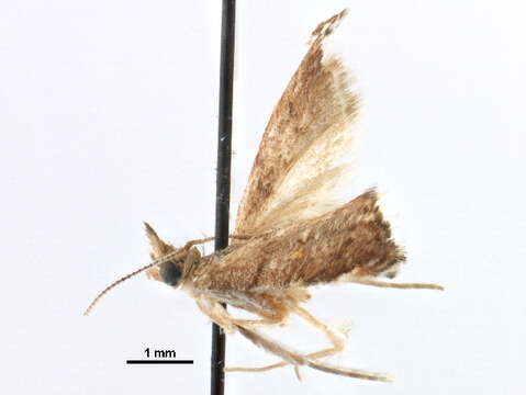 Image of Microcausta bipunctalis Barnes & McDunnough 1914