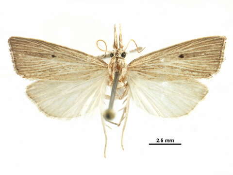 Image of <i>Eoreuma densella</i>