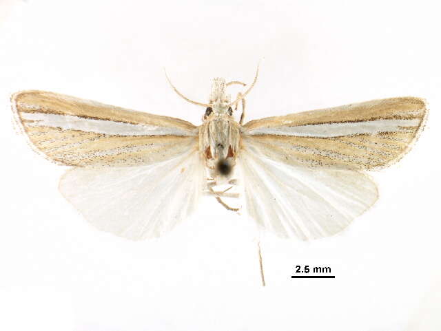 Plancia ëd Hemiplatytes parallela Kearfott 1908