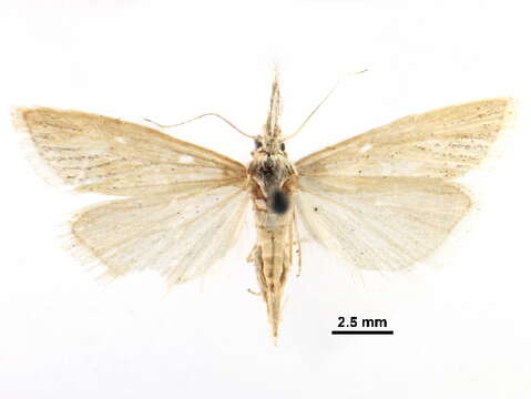 Plancia ëd Hemiplatytes parallela Kearfott 1908