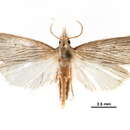 Image of Diatraea venosalis Dyar 1917