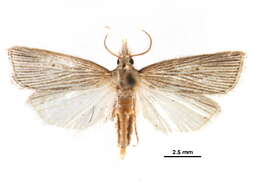 Image of Diatraea venosalis Dyar 1917