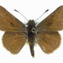 Image of Amblyscirtes oslari