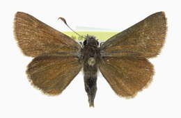 Image of Amblyscirtes oslari